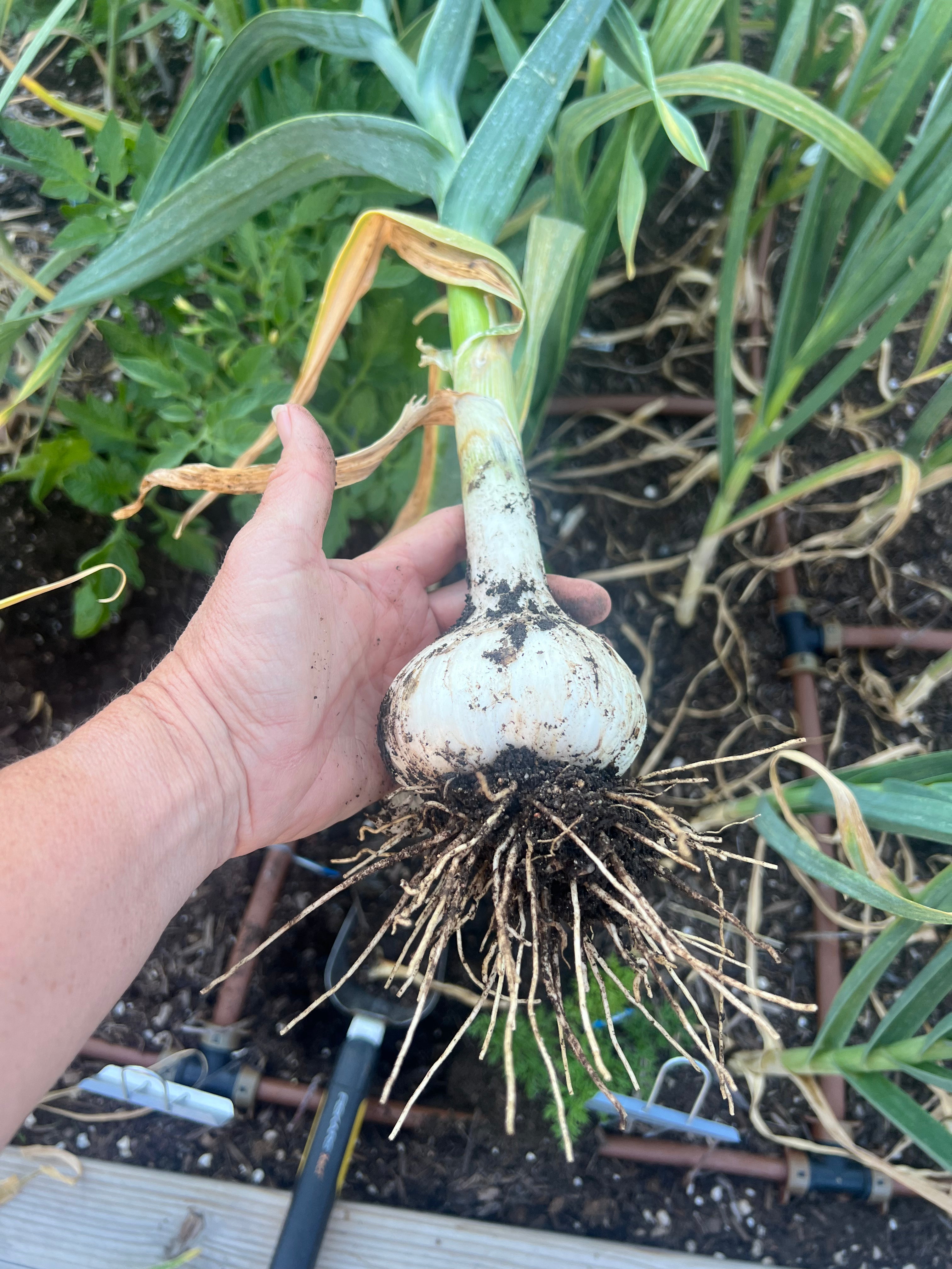 SOILUTIONS COMPOST - WORK GLOVE SERVICE