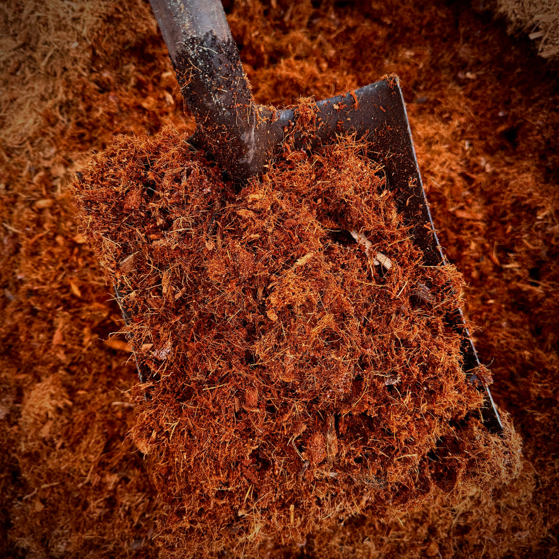 Coconut coir in shovel