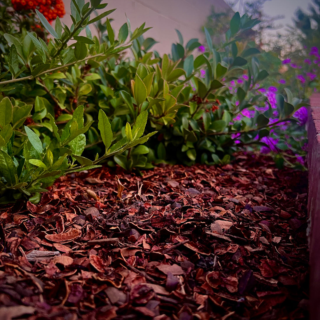 PECAN SHELL MULCH - PICK-UP