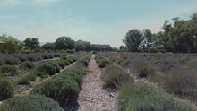 Load and play video in Gallery viewer, LOS POBLANOS LAVENDER SOIL - PICK UP
